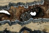 Mammoth Molar Slice With Case - South Carolina #349990-2